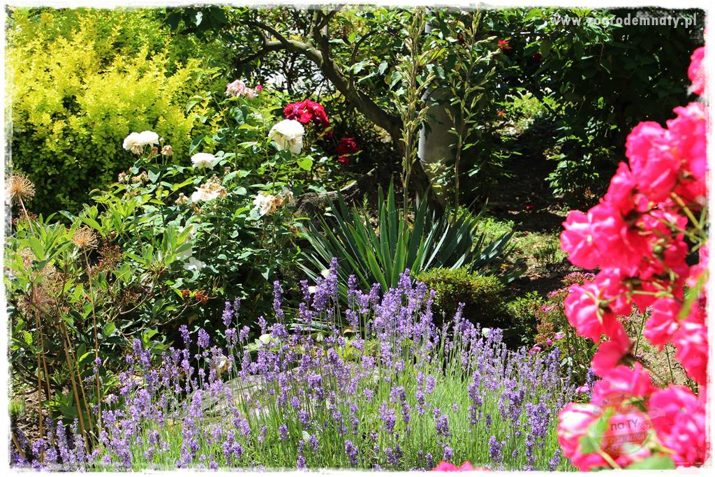różany ogród 413