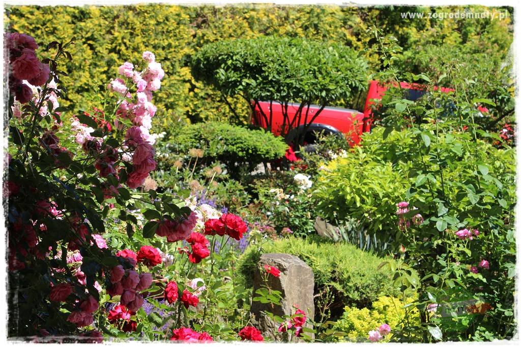 różany ogród 415