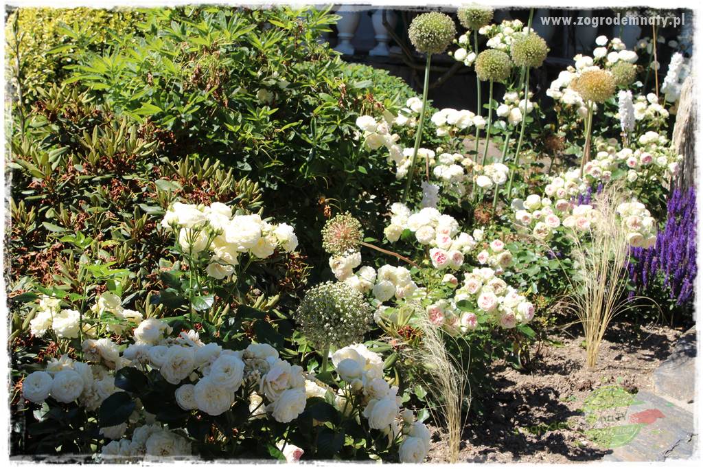 różany ogród 418