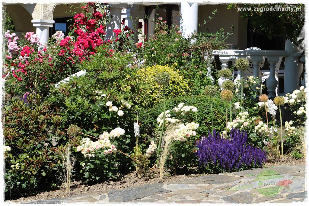 różany ogród 428