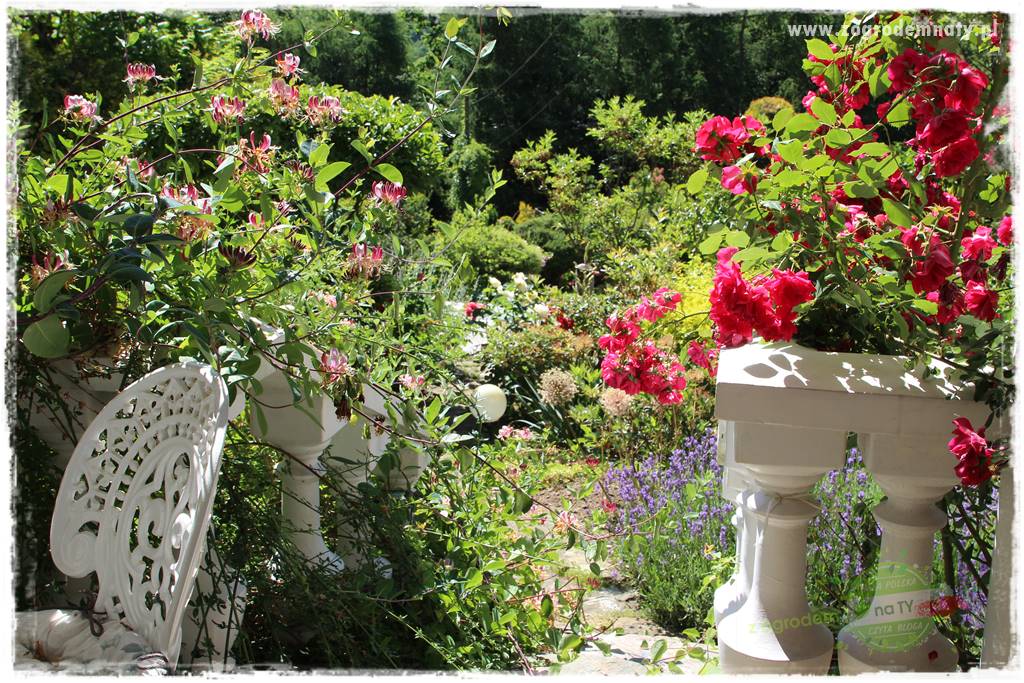różany ogród 8