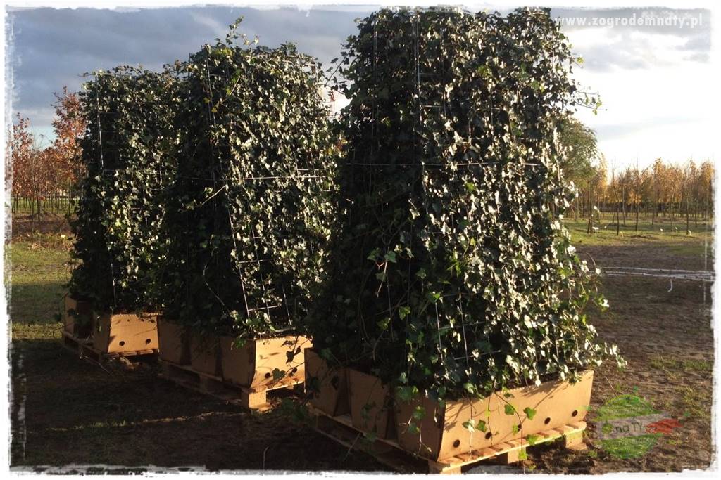 Pomysły na taras 31