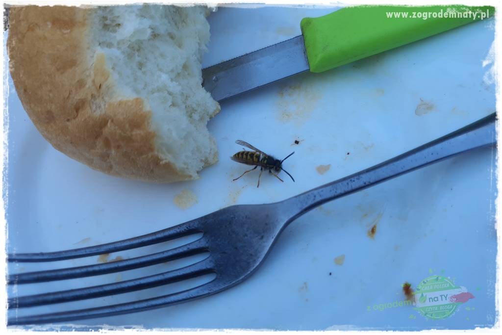 Pułapka na osy 8