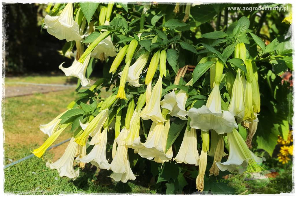 Trąby anielskie 17