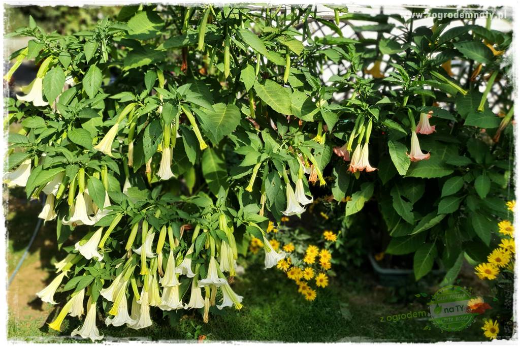 Trąby anielskie 21