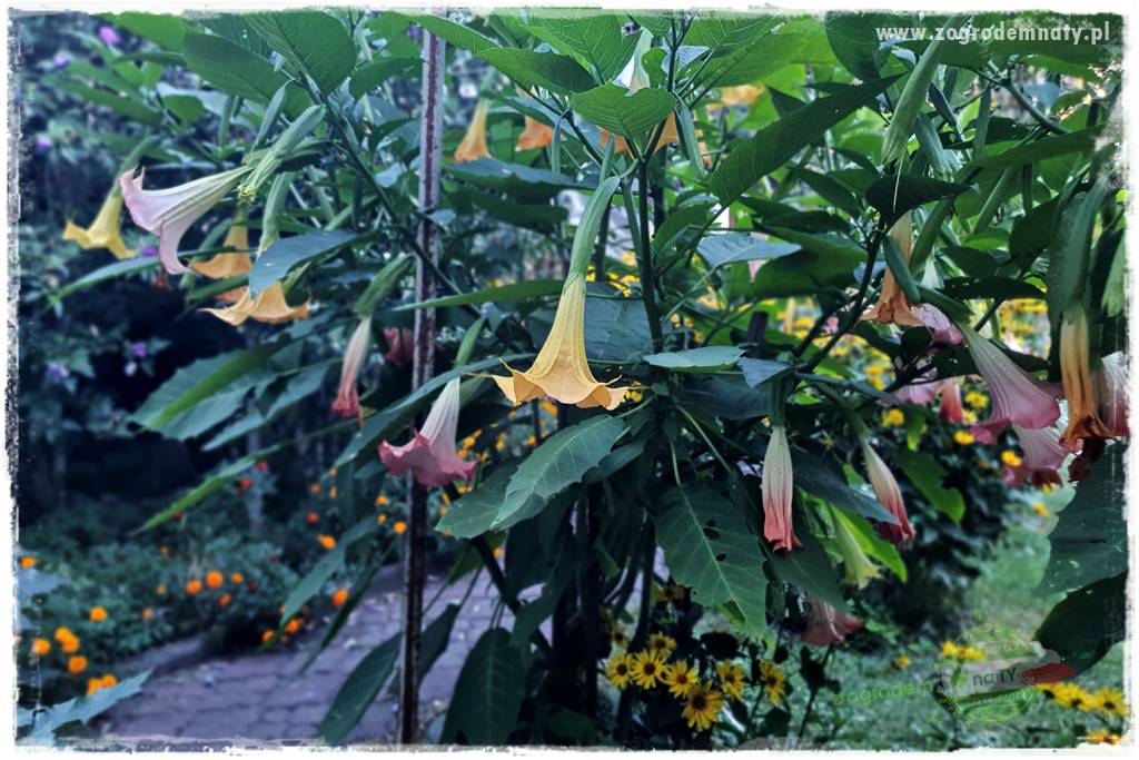 Trąby anielskie 6