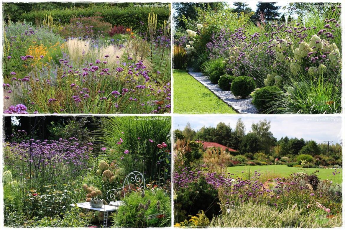 Werbena patagońska 0