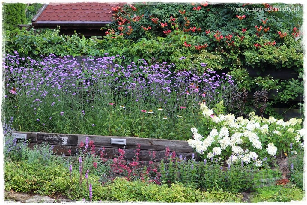 Werbena patagońska 1