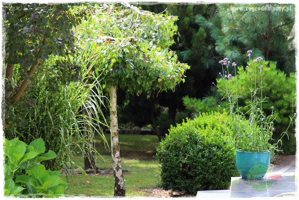 Werbena patagońska 10