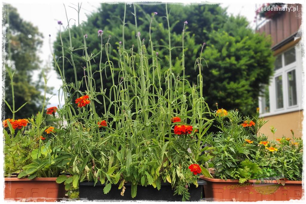 Werbena patagońska 11