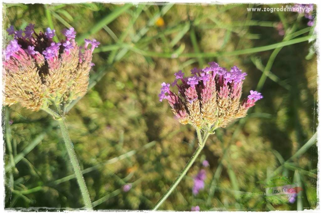 Werbena patagońska 12