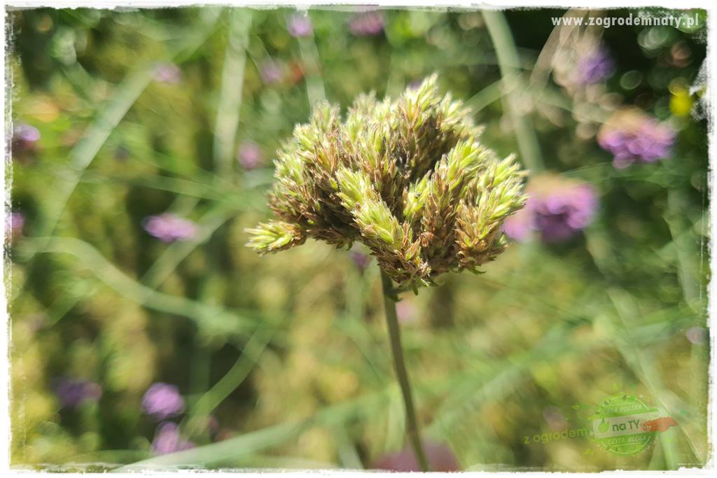 Werbena patagońska 13