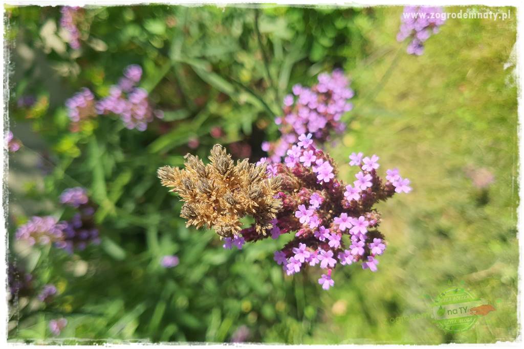 Werbena patagońska 14