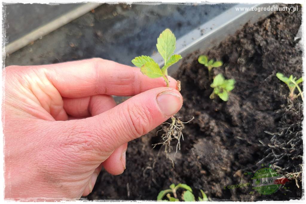 Werbena patagońska 16