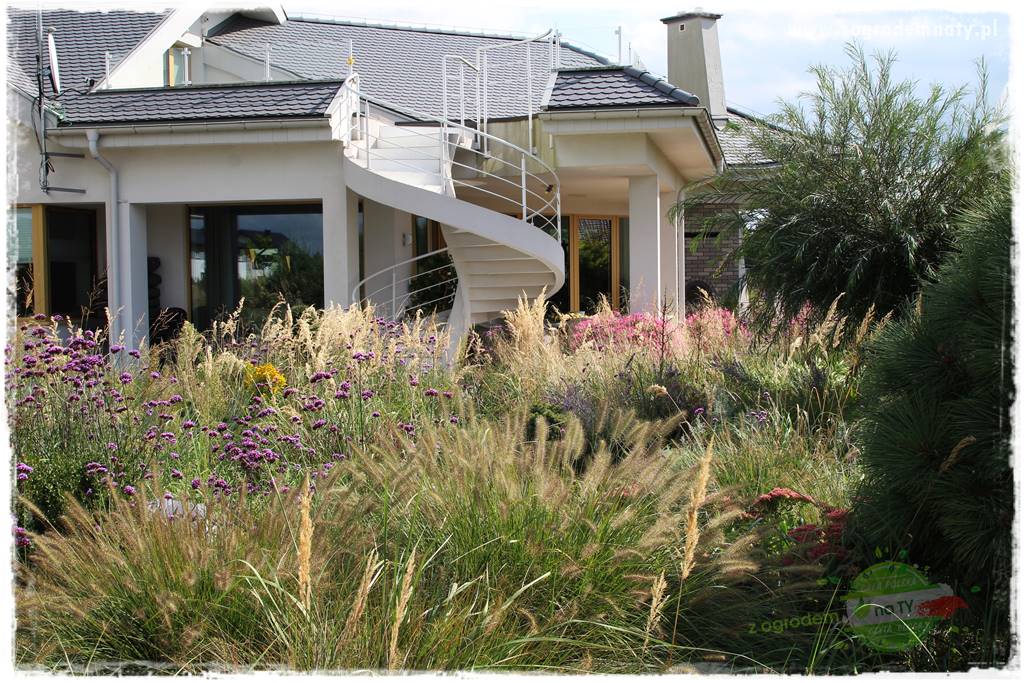 Werbena patagońska 18