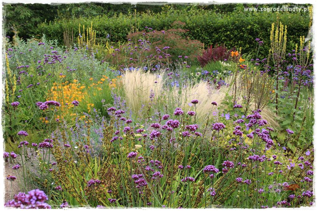 Werbena patagońska 19