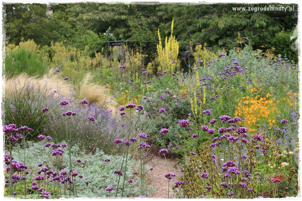 Werbena patagońska 20