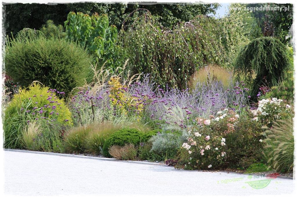 Werbena patagońska 21