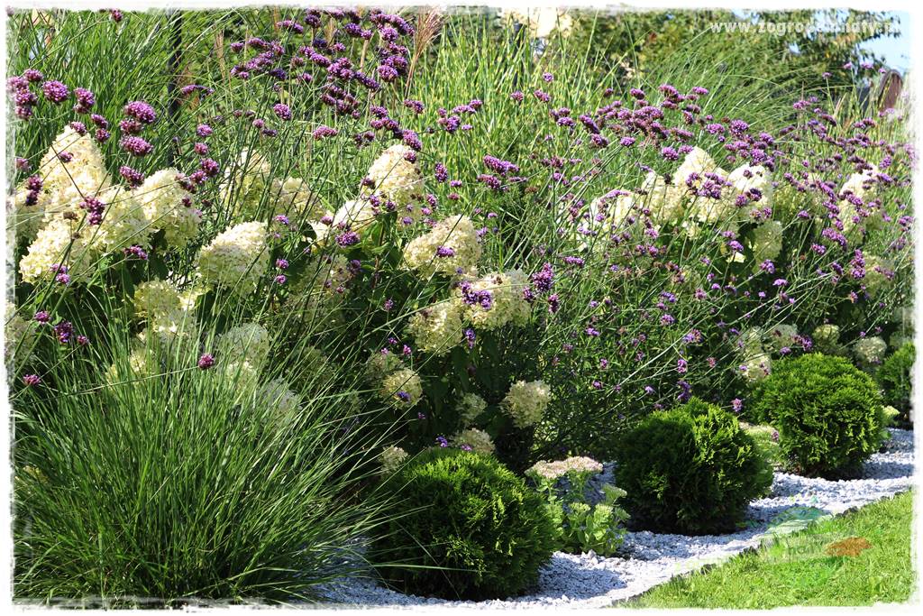 Werbena patagońska 22