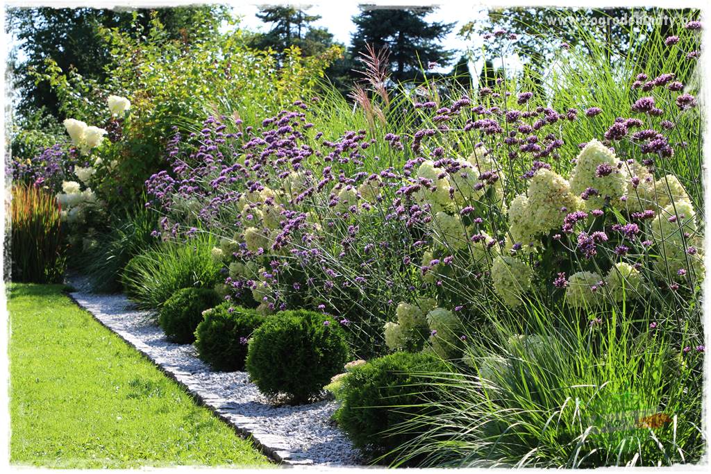 Werbena patagońska 23