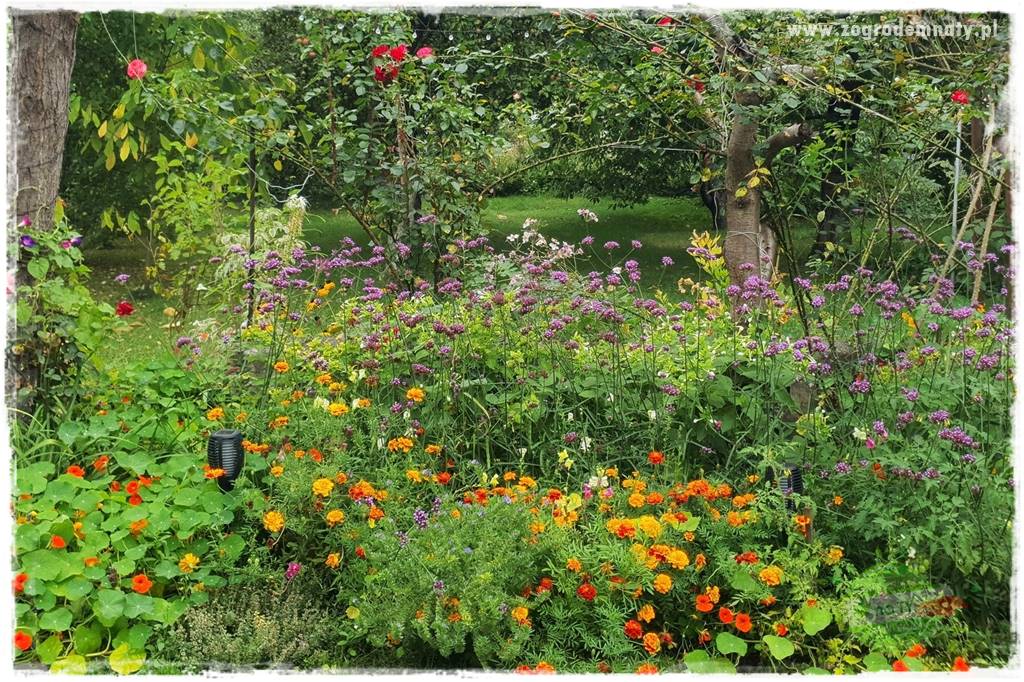 Werbena patagońska 28