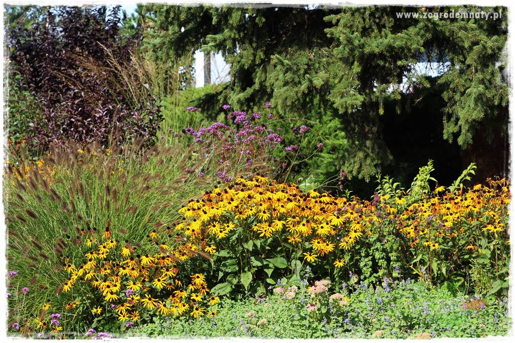 Werbena patagońska 29