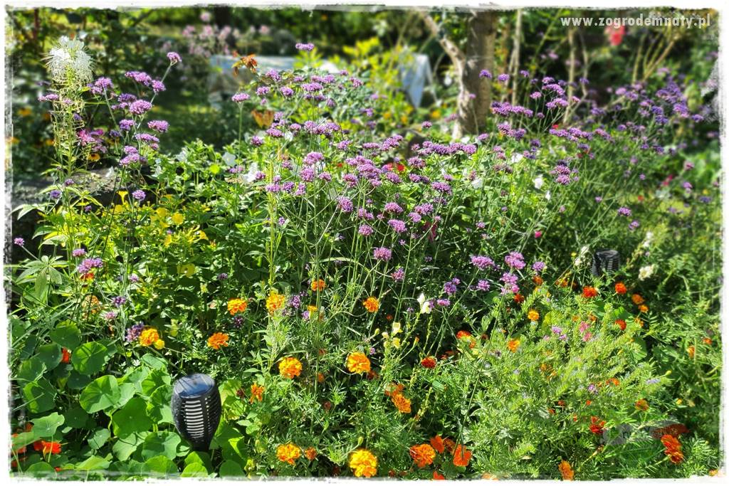 Werbena patagońska 3