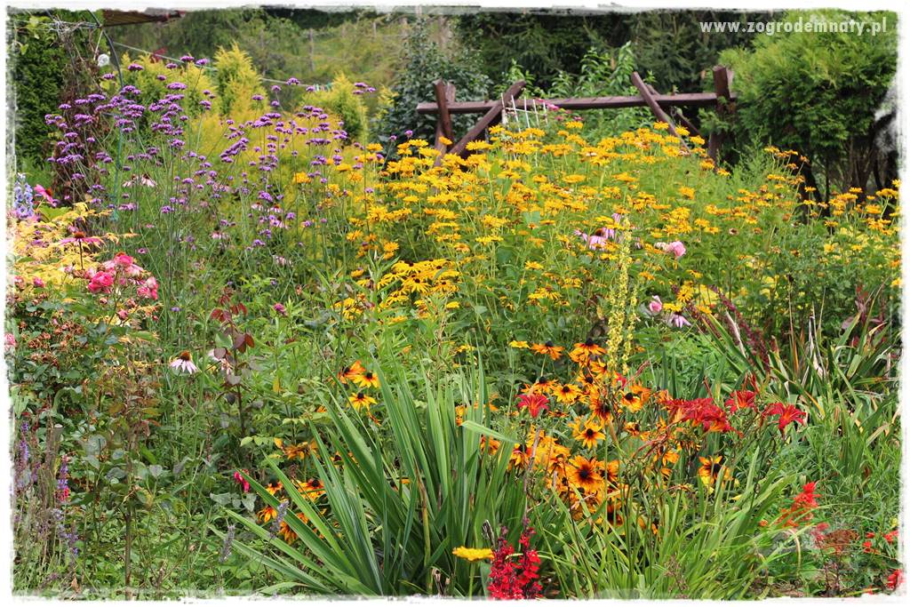 Werbena patagońska 30