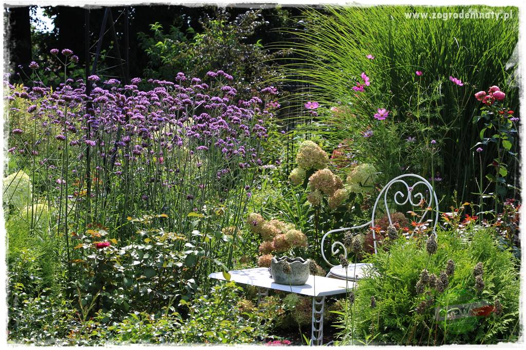 Werbena patagońska 31