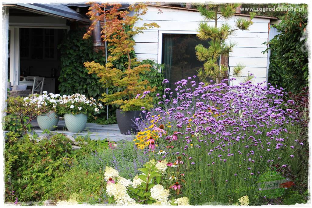 Werbena patagońska 32