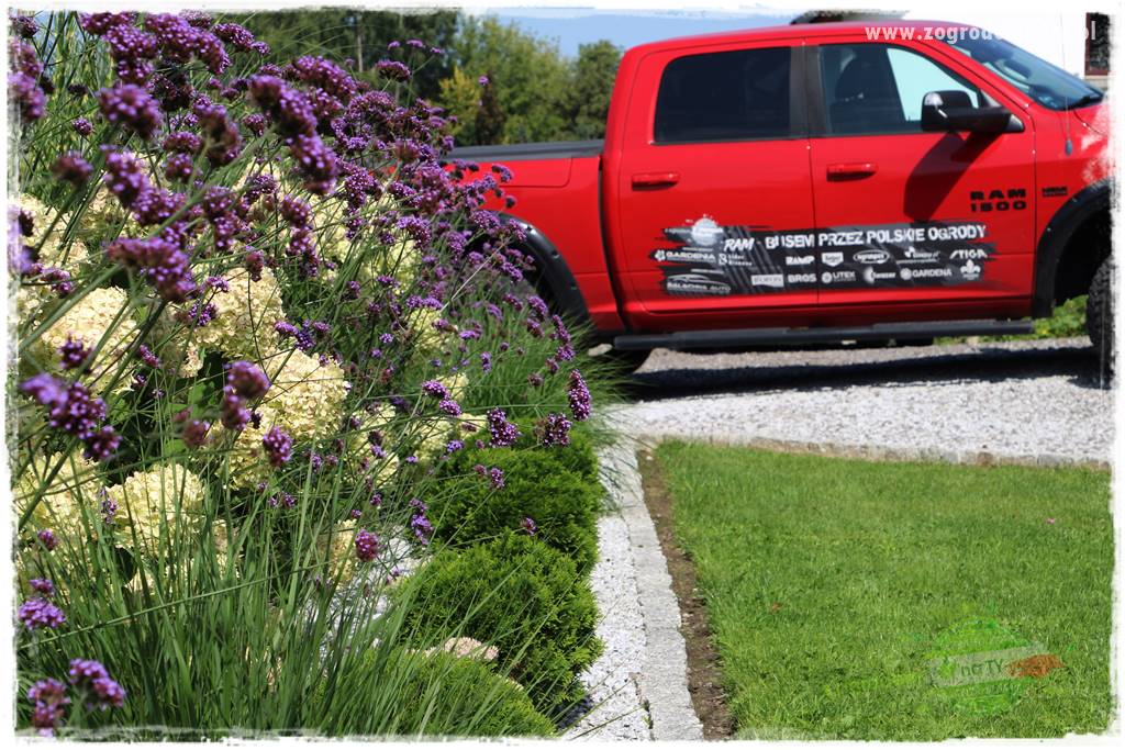 Werbena patagońska 33