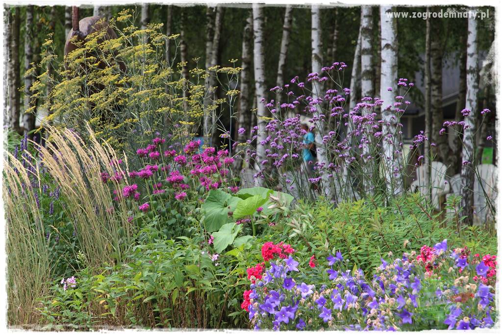 Werbena patagońska 34