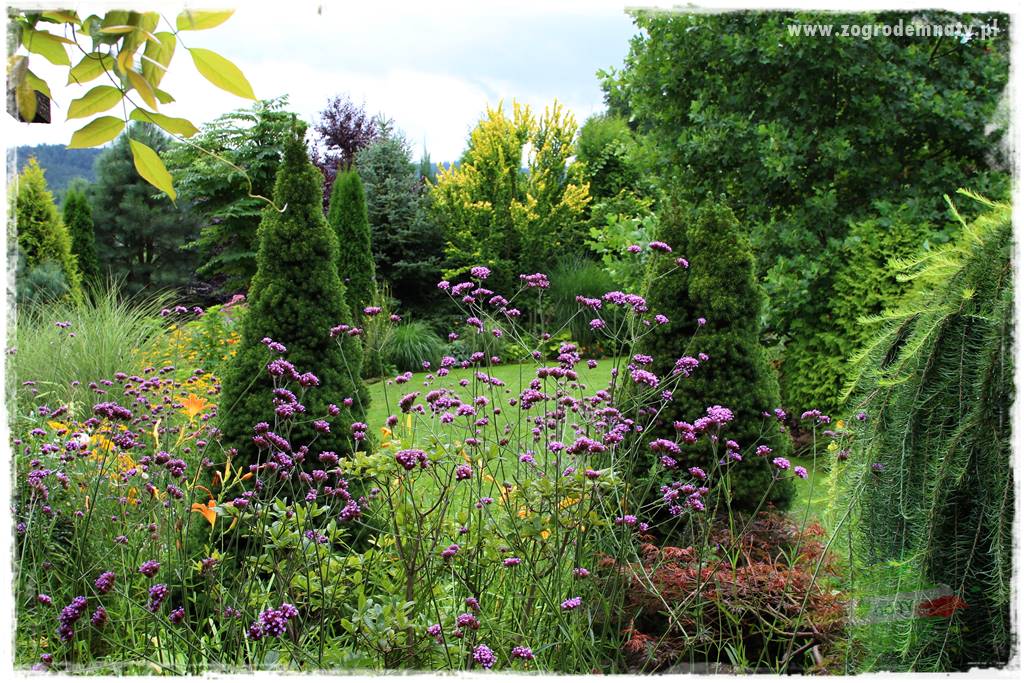 Werbena patagońska 36