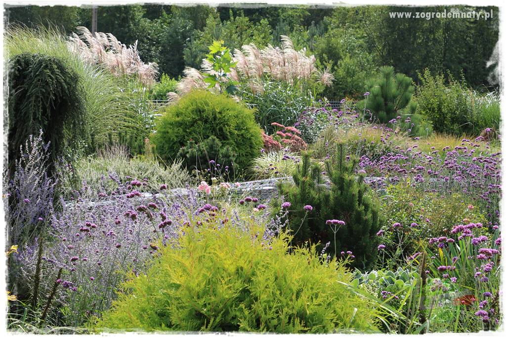 Werbena patagońska 37