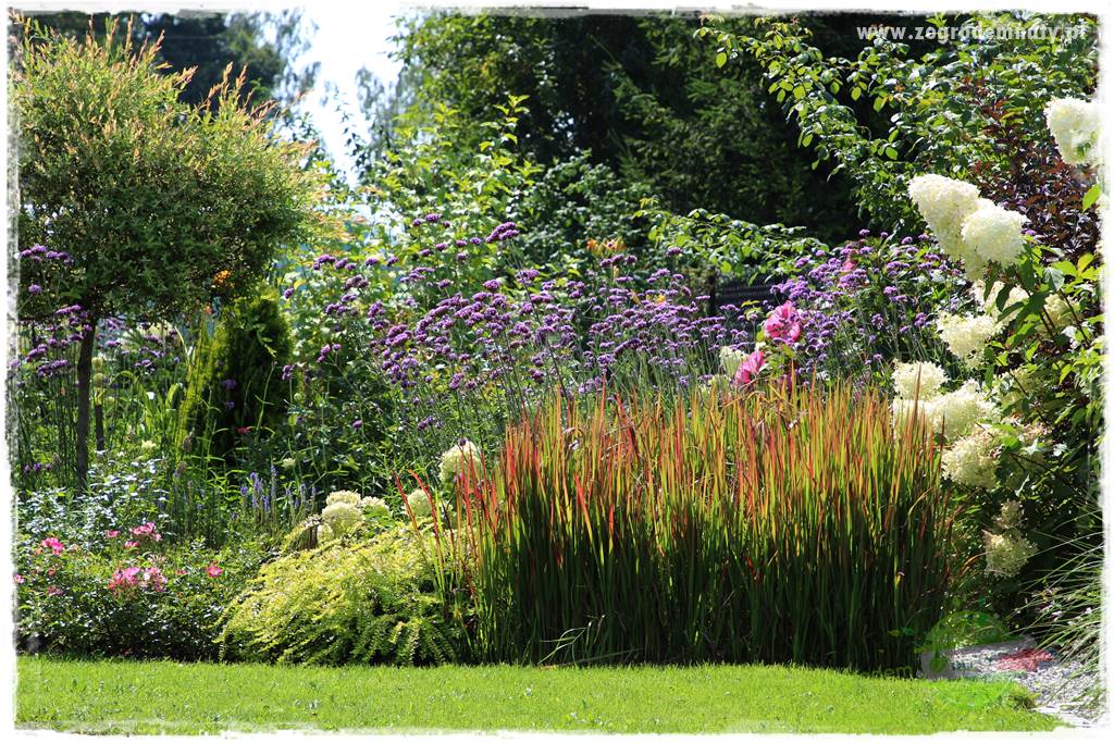 Werbena patagońska 39