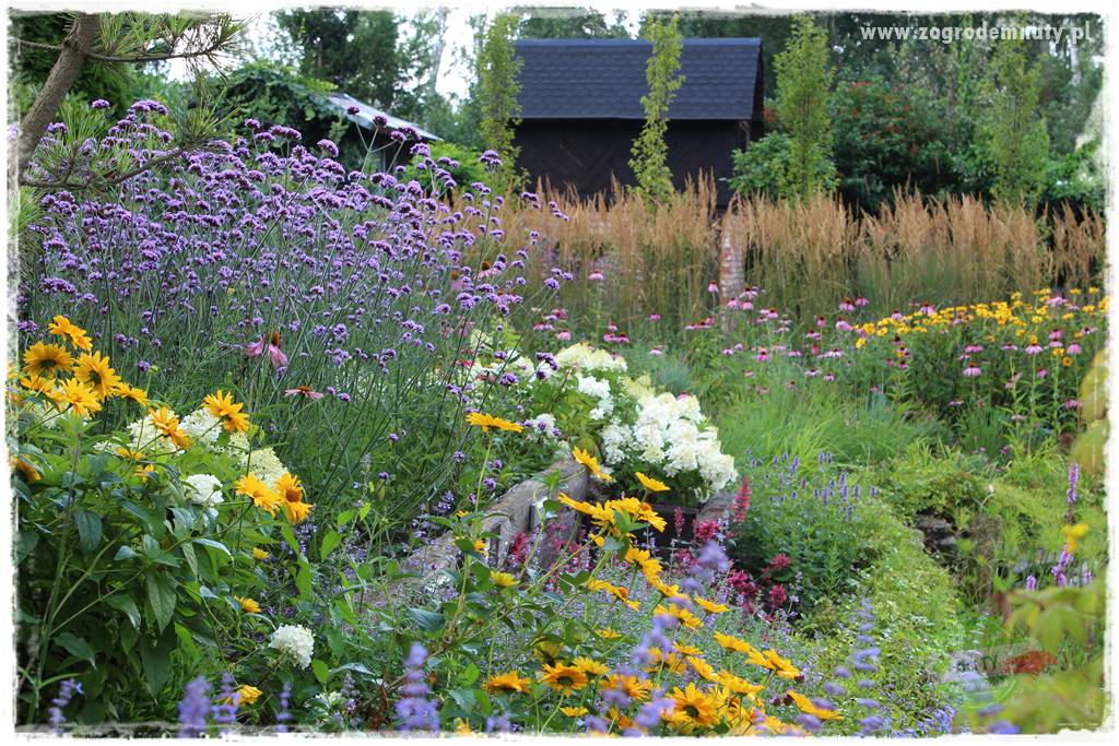 Werbena patagońska 4