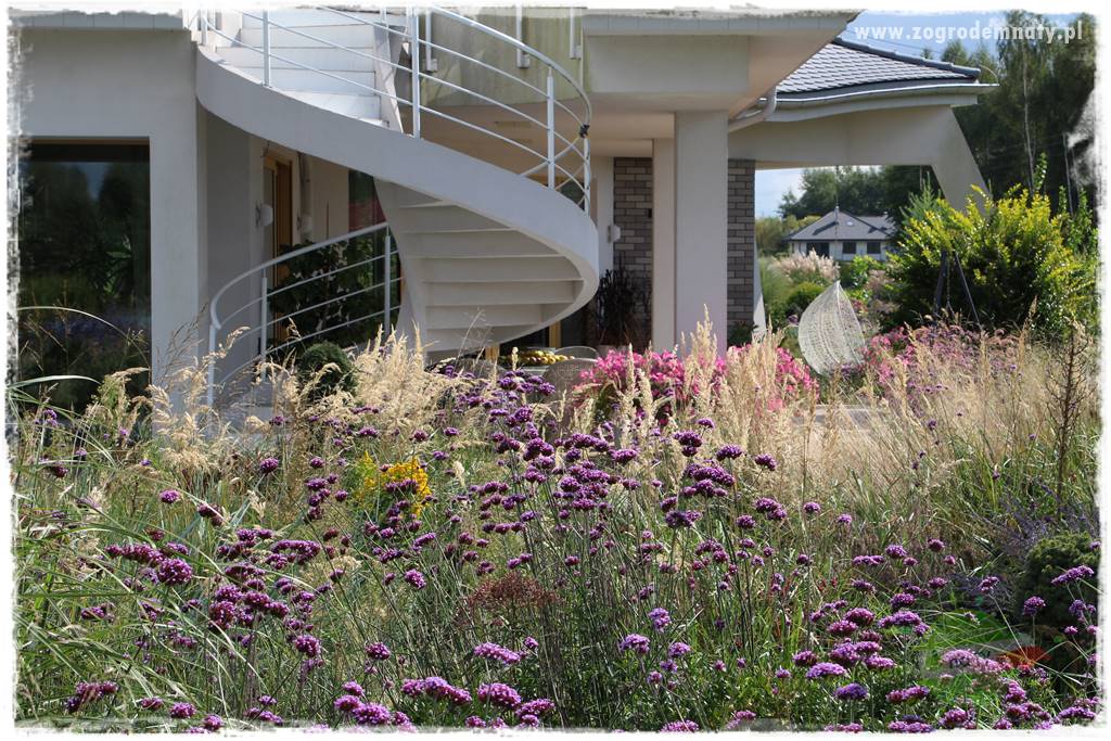 Werbena patagońska 40