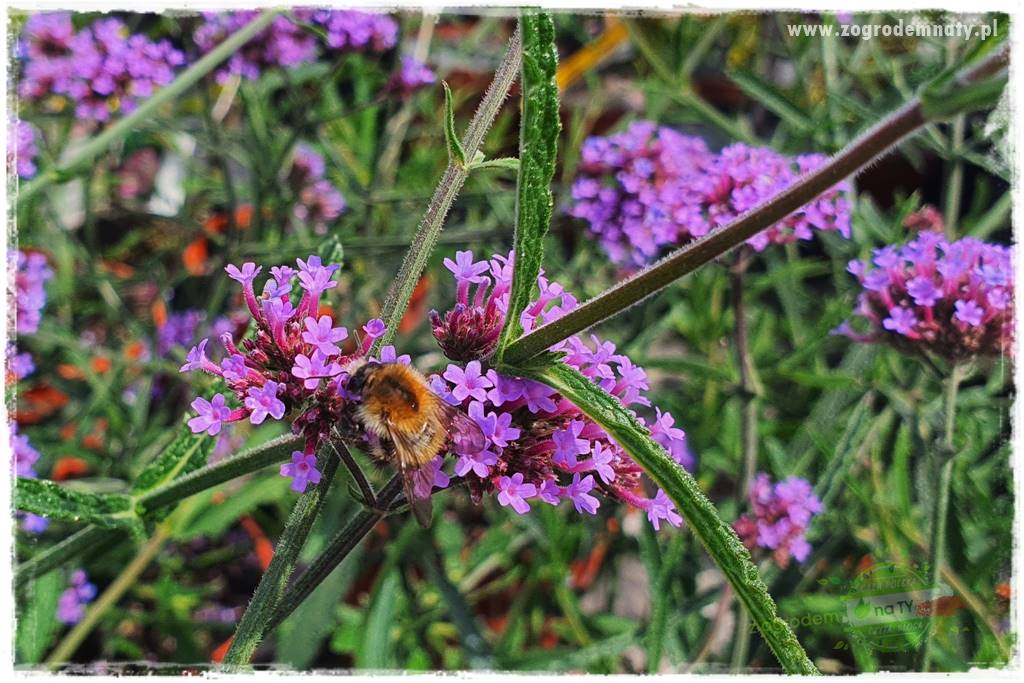 Werbena patagońska 5