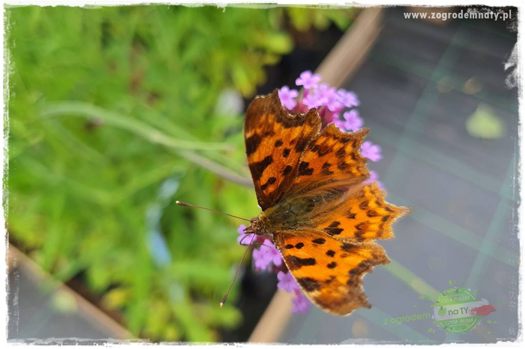 Werbena patagońska 6