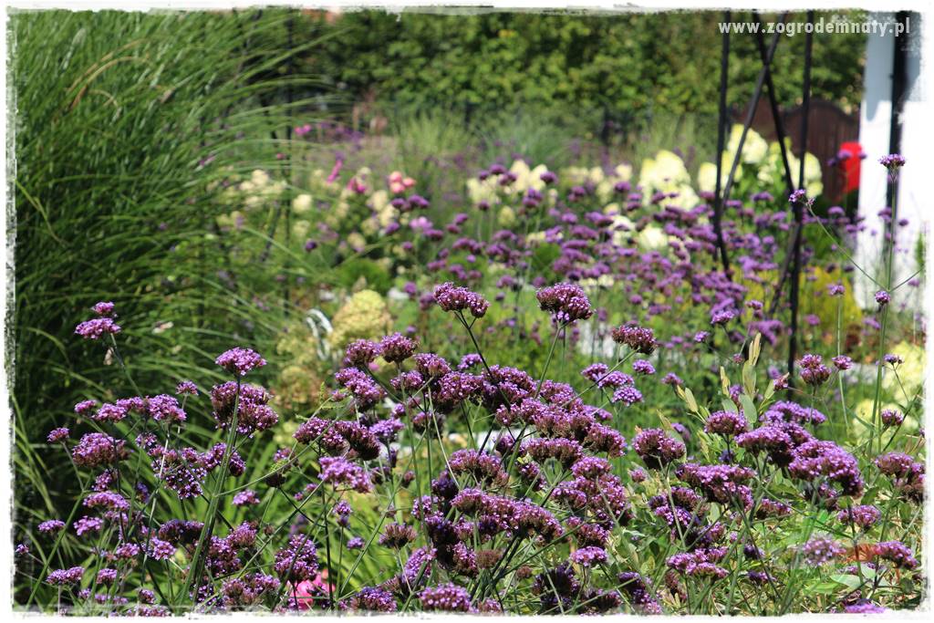 Werbena patagońska 6a