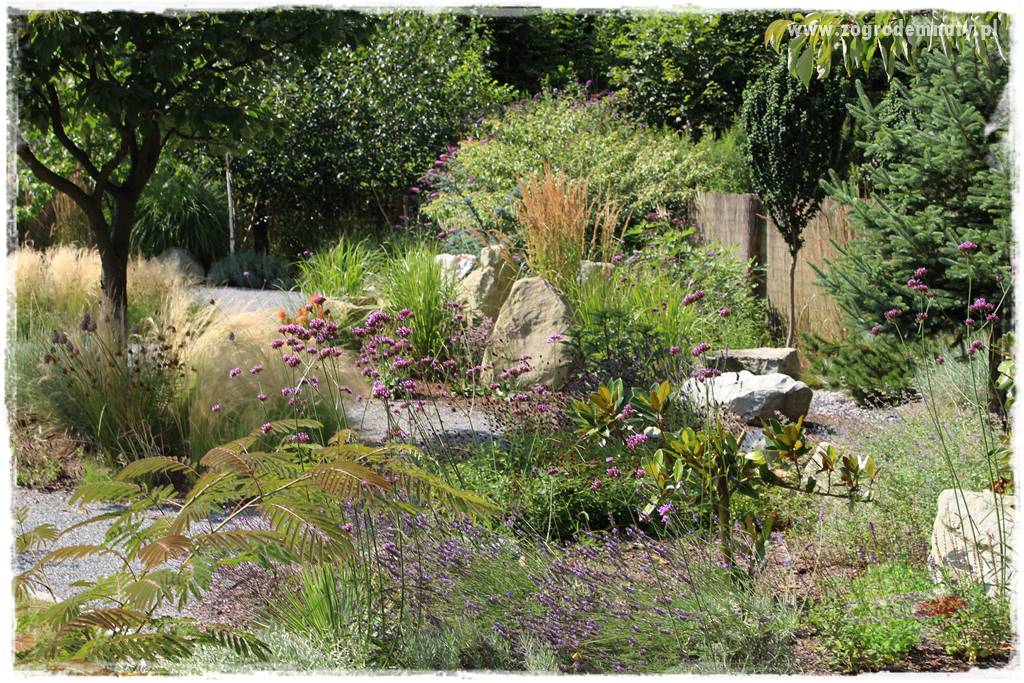 Werbena patagońska 7