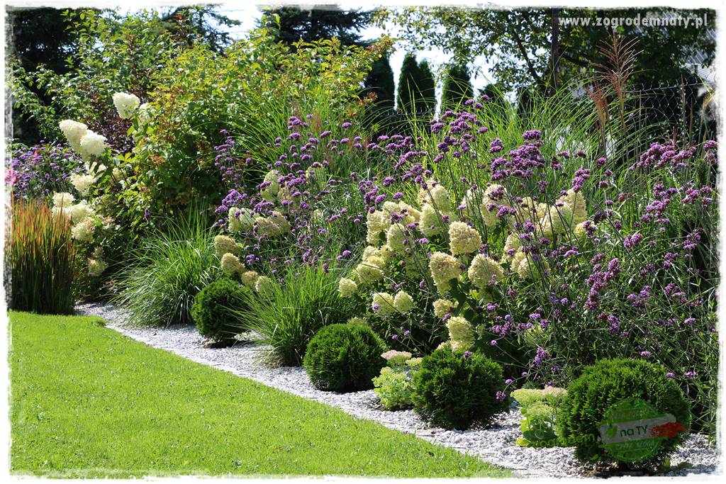 Werbena patagońska 8