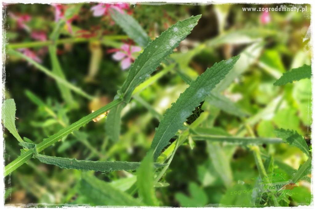 Werbena patagońska 9