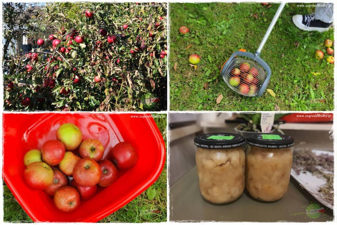 jak zbierać owoce do przechowywania 0