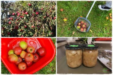 jak zbierać owoce do przechowywania 0