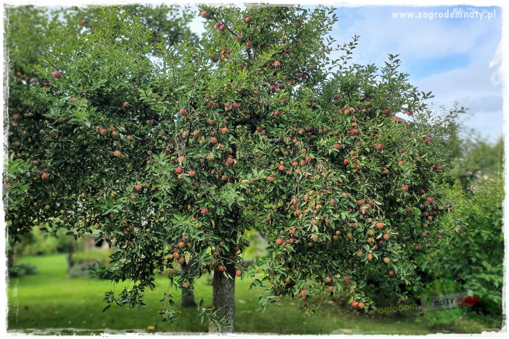 jak zbierać owoce do przechowywania 1