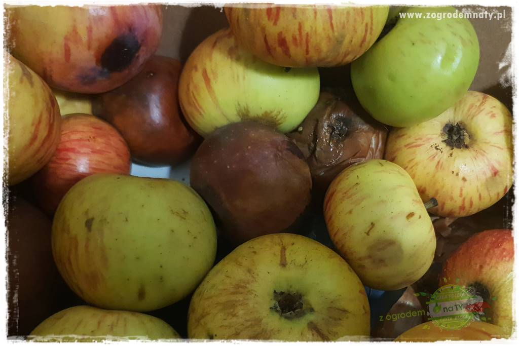 jak zbierać owoce do przechowywania 10