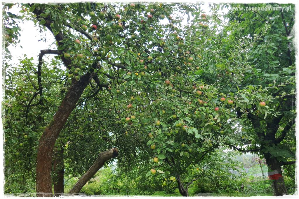 jak zbierać owoce do przechowywania 16