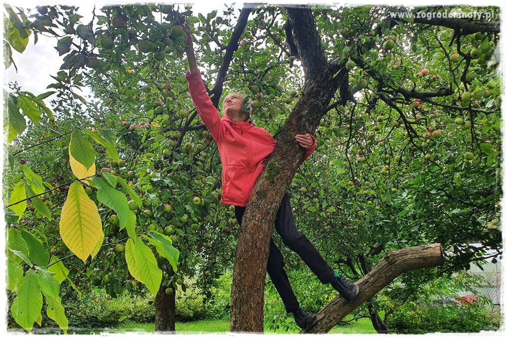 jak zbierać owoce do przechowywania 17