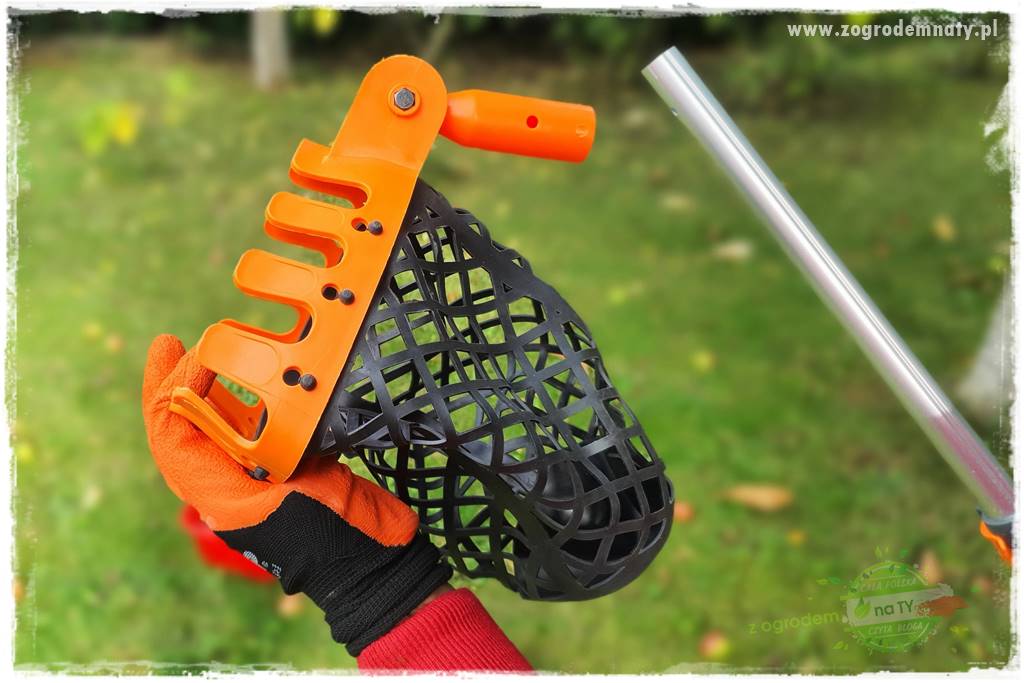 jak zbierać owoce do przechowywania 20 jak zbierać owoce do przechowywania 20